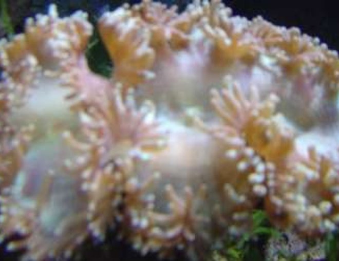 corals inverts - catalaphyllia jardinei - elegance coral stocking in 29 gallons tank - Elagance Coral