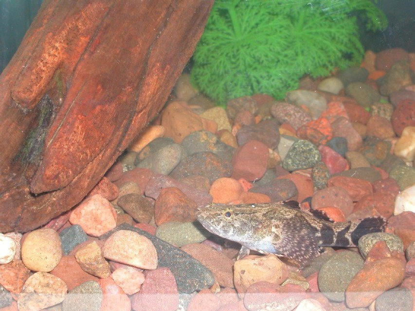 Rated #376: Corals Inverts - ...actually a brackish fish