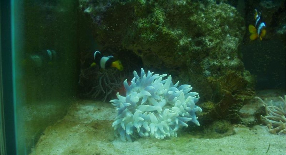 Rated #416: Corals Inverts - Entacmaea Quadricolor - Bulb Anemone - Saltwater with some corals, inverts, and reefs soon