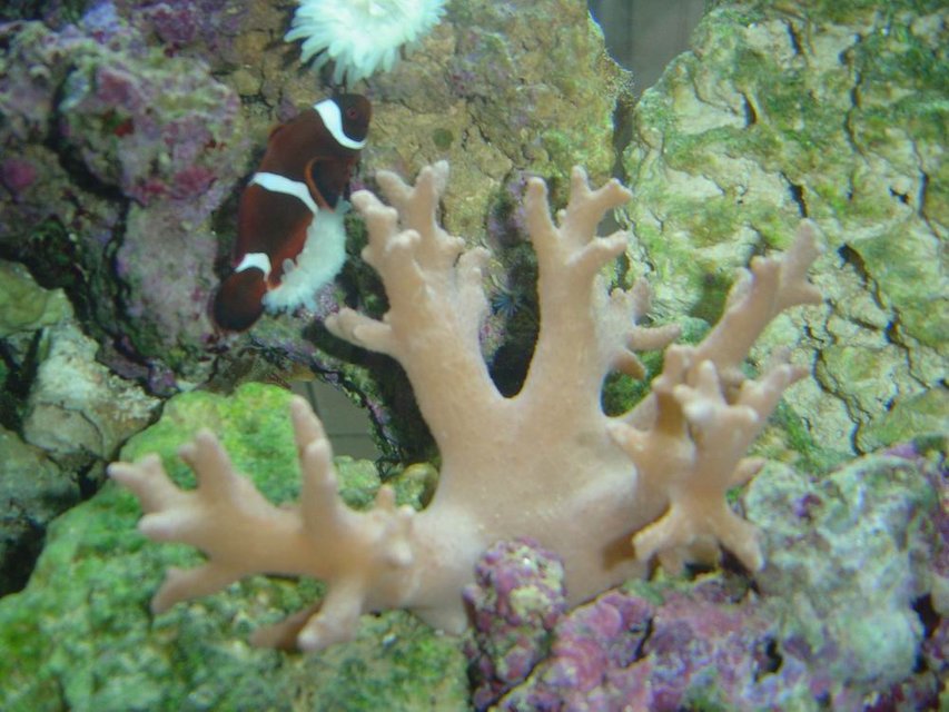 Rated #340: Corals Inverts - Paralemnalia Sp. - Tree Coral Stocking In 150 Gallons Tank - soft coral