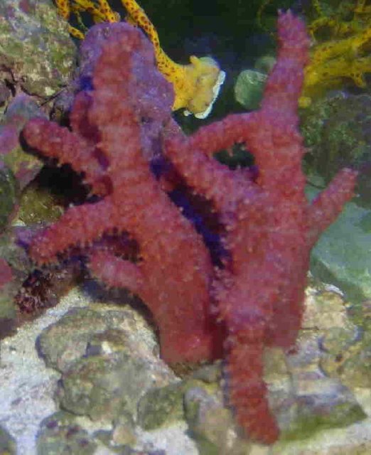 Rated #349: Corals Inverts - Nephthyigorgia Sp. - Chili Cactus Coral Stocking In 55 Gallons Tank - RED CHILE