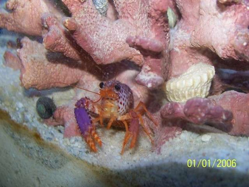 Rated #51: Corals Inverts - Enoplometopus Sp. - Purple Lobster Stocking In 72 Gallons Tank - Purple Lobster