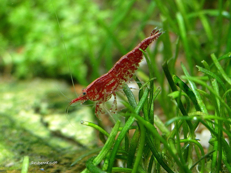 shrimp in cold water tank