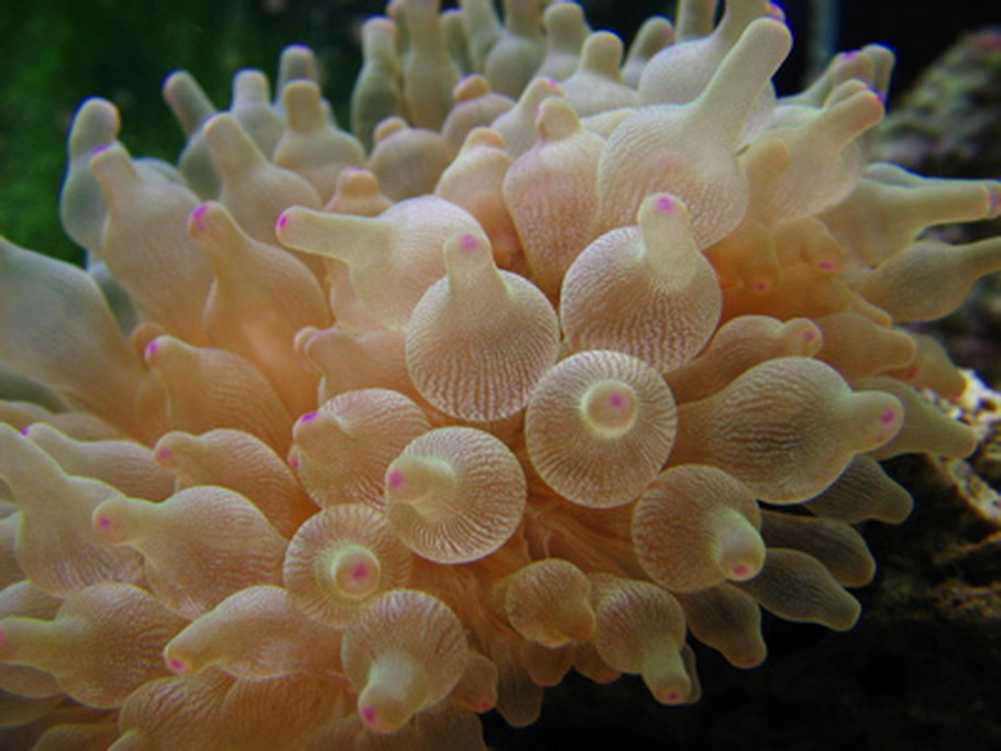 Guide for Keeping Anemones in a Reef Tank