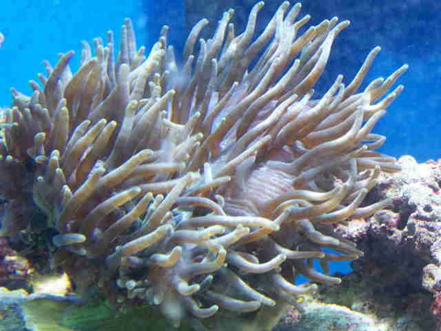 Guide For Keeping Anemones In A Reef Tank