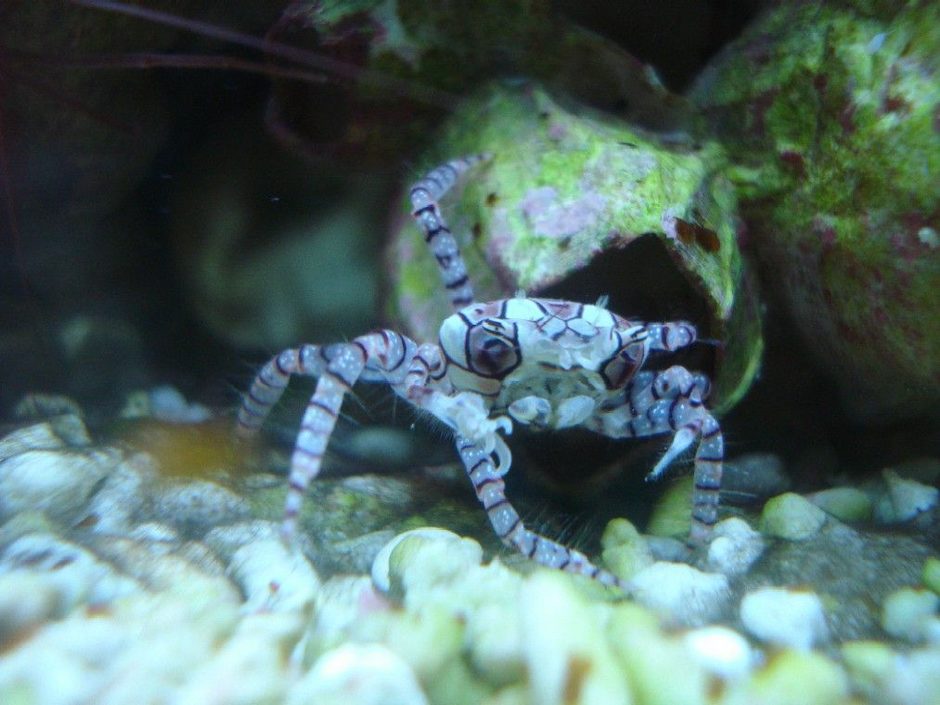 Pom Pom Crab (lybia Sp.) Photos