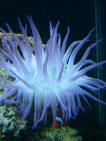 corals inverts - condylactis gigantea - condy anemone stocking in 125 gallons tank - my condalactis anenome