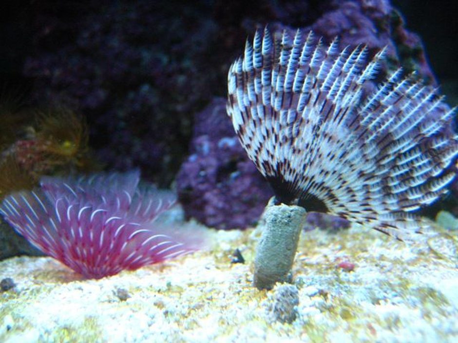 Dwarf Colored Feather Duster (bispira Sp.) Photos