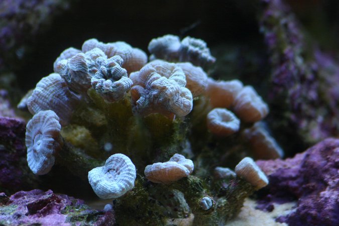 corals inverts - caulastrea furcata - candy cane coral stocking in 130 gallons tank - Candy cane