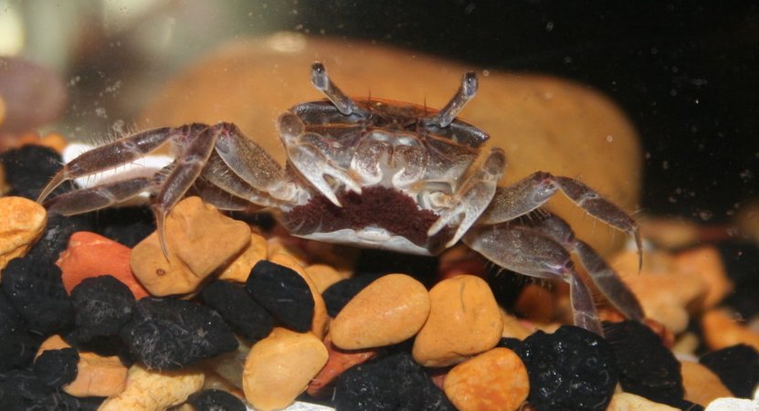 corals inverts - uca pugnax - fiddler crab stocking in 55 gallons tank - pregnant fiddler crab in my 30 gal tank