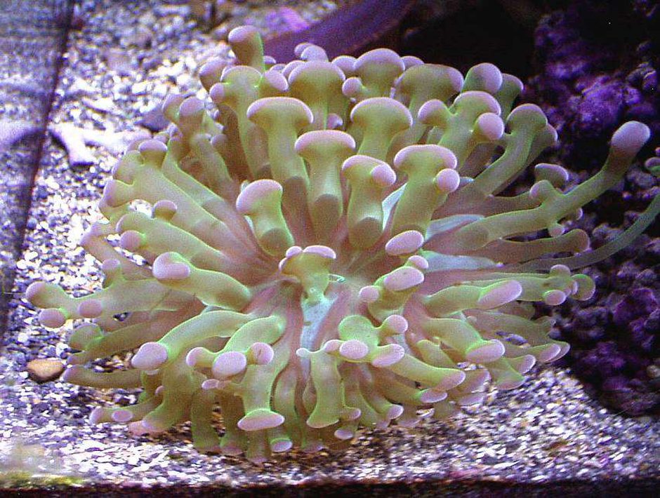 branching hammer coral care australian metallic green branching