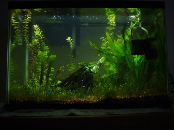 20 gallons planted tank (mostly live plants and fish) - 20H planted tank (my first planted tank).
Sorry for the  equipment in photo; that's my CO2 reactor in the front.