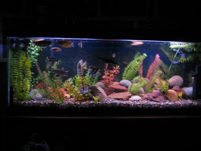 55 gallons freshwater fish tank (mostly fish and non-living decorations) - its a 55 galoon freshwater. barbs, tetras, zebras,scat,bala shark, red-finned shark, plecos, rope fish, eel, cradad, crab, snails, cat fih, angels, groumies,betta, clown loach, monos...etc fake plants