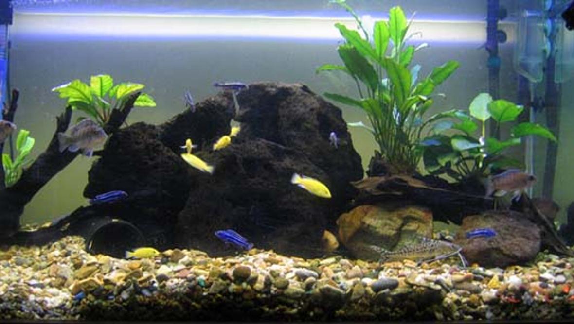 130 gallons freshwater fish tank (mostly fish and non-living decorations) - just established 4ftx2ftx2ft prime 30 canister filter with undergravel filtration with large powerhead. 2x 4ft fluro lights 3 large volcanis rocks assorted tubing 4 anubis on driftwood 2 pictus cats 5 bristlenose 6 electric yellow 7 maingano 3 electric blue 1zebra