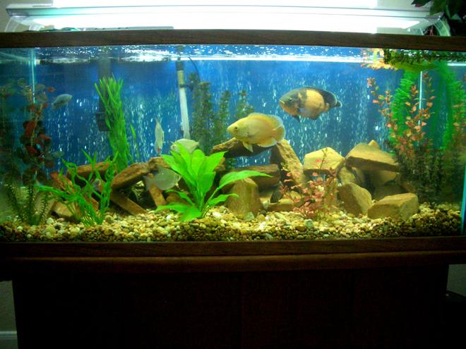 75 gallons freshwater fish tank (mostly fish and non-living decorations) - 75g - 2 oscars, 1 green terror, 3 silver dollars, 3 turqouis severums, 1 gold severum, 1 blue gourami