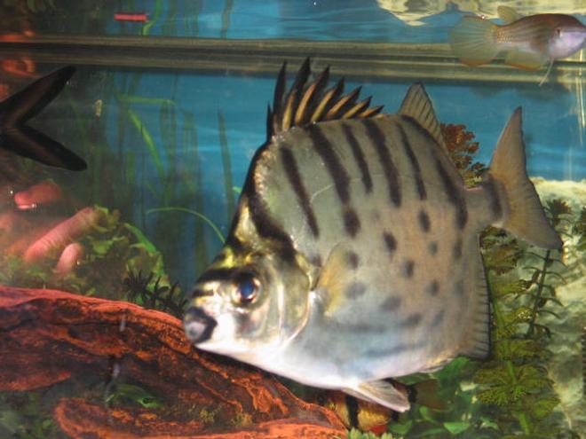 freshwater fish - scatophagus argus - ruby scat stocking in 55 gallons tank - BIG scat fish