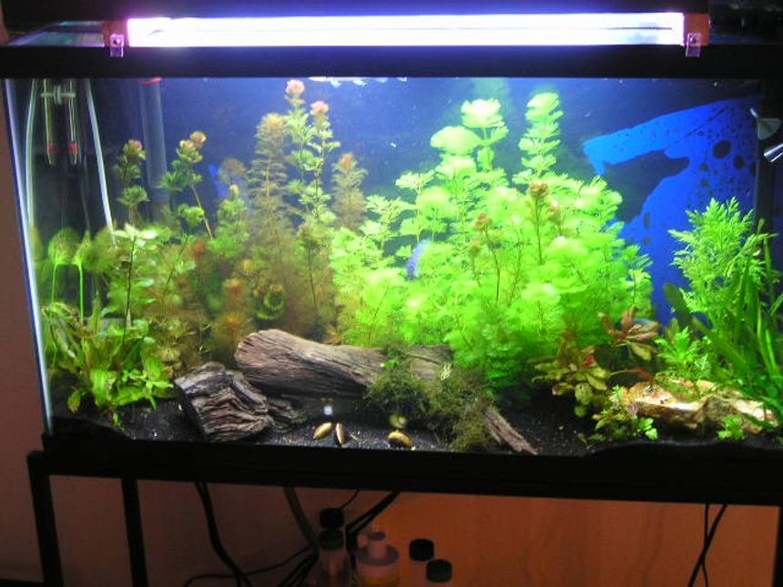 Rated #1350: 38 Gallons Planted Tank - only about a month old  
36x18 38g
filters include: a penguin 100  bio-wheel, a hydor itpf 4, and a whisper 10 power filter.
i have a red sea turbo co2 bio system
my heater is a visi therm deluxe
my lights are coralife lunar aqualights
FISH: 1 opline gourami, 4 various african ciclids, featherfin knife fish, pleco, a baby silver gar, african dwarf frog
PLANTS: Cabomba caroliniana,Alternanthera reineckii "roseafolia,Cardamine,Hornwort,Ludwigia arcuata,Hydrocotyle sibthorpioides,Cryptocoryne wendtii ,Pygmy Chain Sword,Golden Moneywort,Bacopa monnieri ,Echinodorus quadricostatus,Rotala rotundifolia
