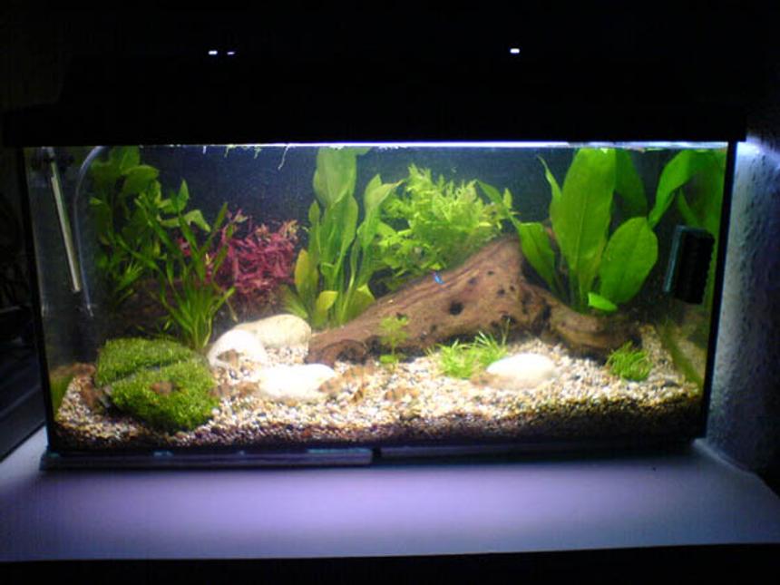 Rated #2262: 25 Gallons Freshwater Fish Tank - my smaller tnak