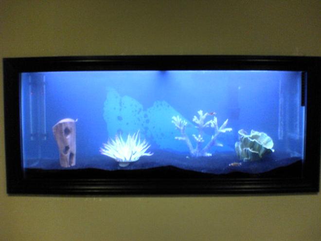 55 gallons freshwater fish tank (mostly fish and non-living decorations) - My new fish tank in my wall installed by yours truley...Any suggestions are welcome