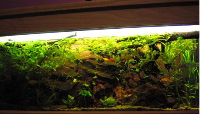 60 gallons freshwater fish tank (mostly fish and non-living decorations) - Fish include: 1 rosy barb, 3 gourami, 1 three spot, 2 pearl, 6 tiger barbs, 3 black widow tetras, 2 bleeding hart tetras, 1 bristle nose catfish, 6 cory cats, 3 butter fly cichlids, 3 clown loaches, 2 sucking cats, 4 angels and 4 platys