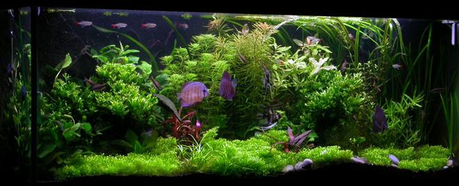 planted tank (mostly live plants and fish) - Here's my diskus tank.. enjoy.-
