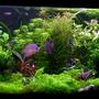 planted tank (mostly live plants and fish) - Here's my diskus tank.. enjoy.-