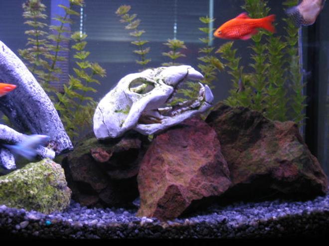 30 gallons freshwater fish tank (mostly fish and non-living decorations) - This is my Old cat.