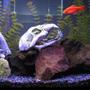 30 gallons freshwater fish tank (mostly fish and non-living decorations) - This is my Old cat.