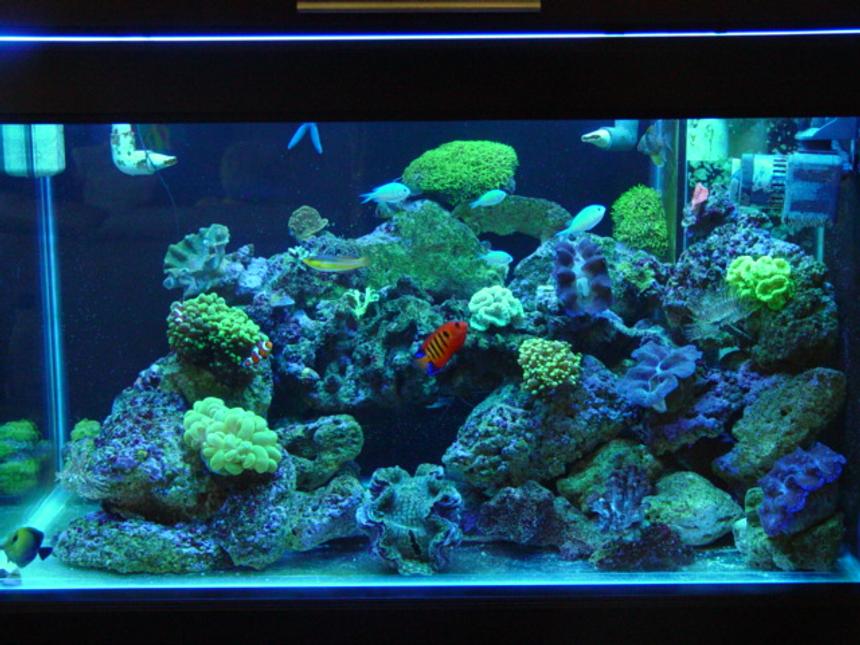 Rated #637: 62 Gallons Reef Tank - 62 gal 36x20x20  40 gal sump reef tank. SPS. LPS, 1x250 PFO ballast with Sun aquatics 20K. with T-5 Actinic's for supplement lighting, kalk reactor all lighting on a different digital timers, topp off with RO/DI,

neon wrasse, algae blenny,  2 HI fin gobies, flame angel, 5 green chromis, scopas tang, 2 pajama cardinals, blue linkia starfish, orange brittle star, srtiped brittlestar, assorted turbo's ,cerith''s snails  lots, 3 cleaner's, 2 x peppermints


green candy cane, yellow candy cane, frogspawn, hammer, star polyops, green bubble coral, gaint feather duster ,normal feather duster's, red chilli sponge, 3 crocea clams, 1 squamosa, branching provona, orange sun corals, green cap, pink cap, plate leather , green hydropona, branching leather.
