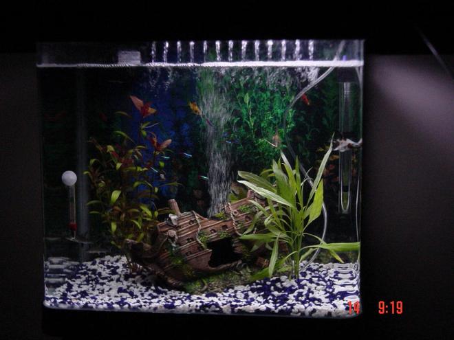 20 gallons freshwater fish tank (mostly fish and non-living decorations) - Full tank picture with a shipwreck ornament and 3 plants