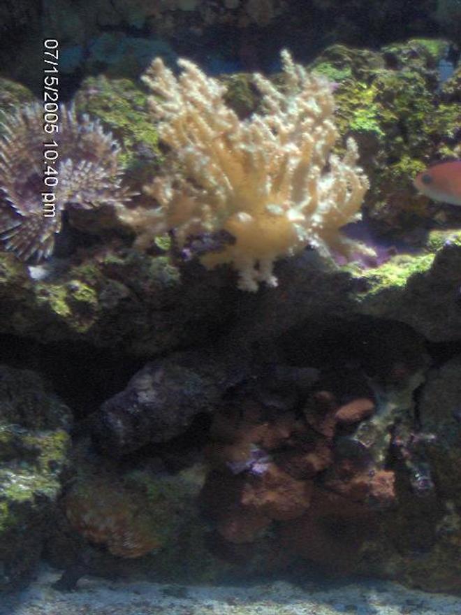 corals inverts - sinularia flexibis - spaghetti finger leather coral stocking in 72 gallons tank - corals