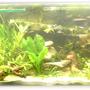 45 gallons planted tank (mostly live plants and fish) - My tank