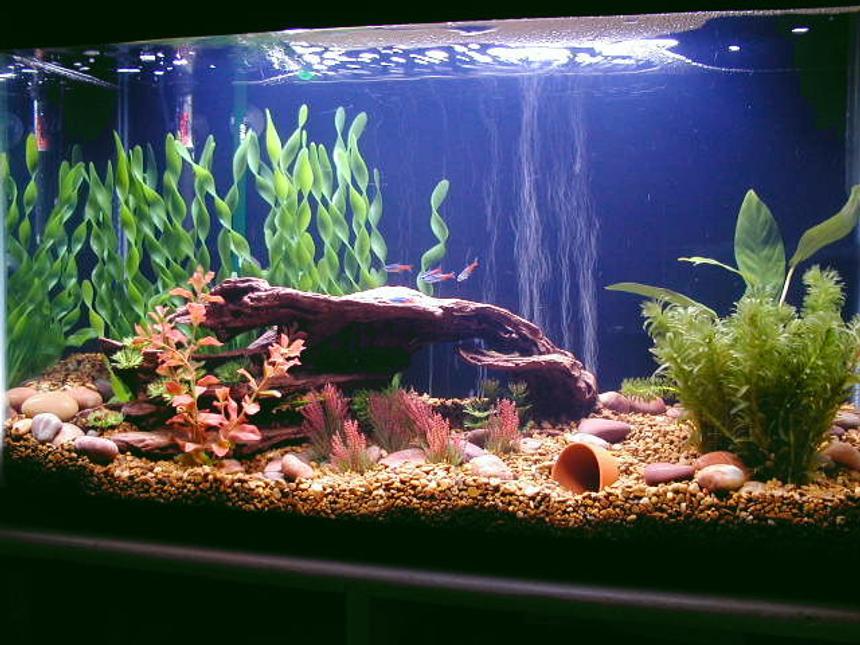 Rated #2435: 29 Gallons Freshwater Fish Tank - 29 gal; Eheim Ecco 2231filter; working on a freshwater Amazon tank