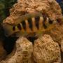 freshwater fish - lamprologus tretacephaleus - tretocephalus cichlid stocking in 100 gallons tank - Neolamprologus tretocephalus