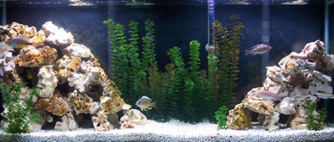 55 gallons freshwater fish tank (mostly fish and non-living decorations) - my cichlid tank