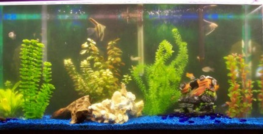 Rated #3555: 38 Gallons Freshwater Fish Tank - My 38 gal tank with 24 fish and a couple of plants some fake tell me what you think.