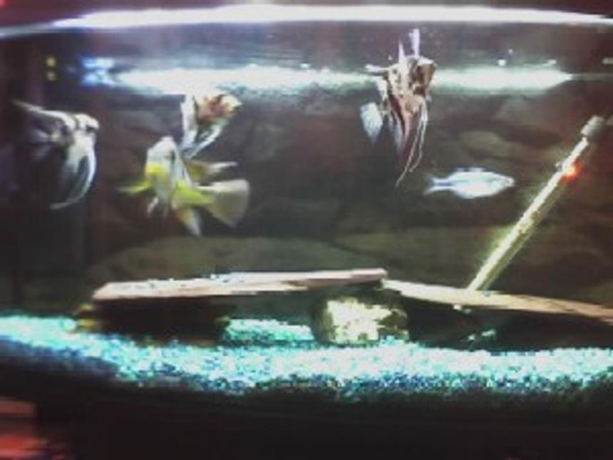 Rated #3899: 3 Gallons Freshwater Fish Tank - 3FT FISH TANK  WILL WELCOME ADVICE ON BETERING MY TANK MORE PHOTOS FROM MY OTHER TANKS SOON.