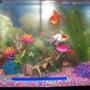 20 gallons freshwater fish tank (mostly fish and non-living decorations) - 20 gal, w/ two goldfishes and two plecos