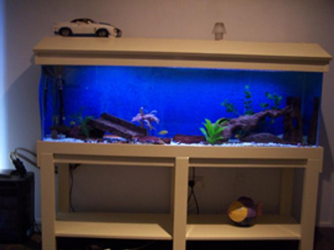 10 gallons freshwater fish tank (mostly fish and non-living decorations) - 8 yellow labs....2 suckers....