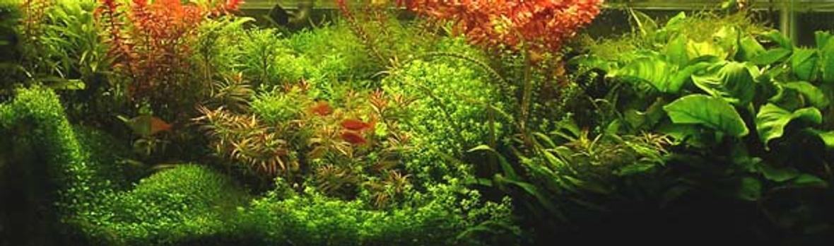 75 gallons planted tank (mostly live plants and fish) - 75G with pressurized CO2 injection. Approx. 300W of ODNO lighting. Fertilize with KNO3, K2SO4, Fleet Enema, and Tropica Master Grow.