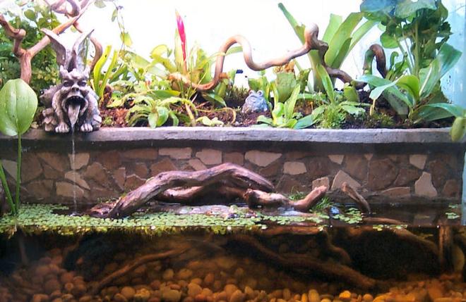 planted tank (mostly live plants and fish) - This is a paludarium I made for my betta fish in a 20-gallon high tank.  The front part is about 2.5 gallons, and the back is the land section, where I've planted a variety of different carnivorous plants. :)  I actually rigged up the gargoyle to be the outflow for my small canister filter.