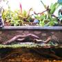 planted tank (mostly live plants and fish) - This is a paludarium I made for my betta fish in a 20-gallon high tank. The front part is about 2.5 gallons, and the back is the land section, where I've planted a variety of different carnivorous plants. :) I actually rigged up the gargoyle to be the outflow for my small canister filter.