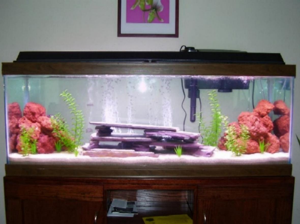 55 gallons freshwater fish tank (mostly fish and non-living decorations) - See Profile