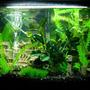 45 gallons freshwater fish tank (mostly fish and non-living decorations) - my tanks..... 2 of them 20 gal, 25 gal.