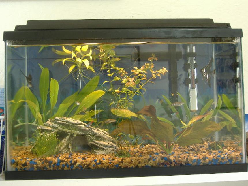 Rated #3625: 10 Gallons Freshwater Fish Tank - 10 gal tank, 2 angelfish, 3 neons, 3 danios, 1 pleco