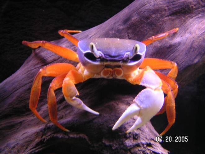 corals inverts - uca pugnax - fiddler crab stocking in 55 gallons tank - This freshwater crab didn't really fit in a category. I bought it as a Patriot Crab, but I'm sure that's not the real name.