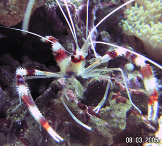 corals inverts - stenopus hispidus - banded coral shrimp stocking in 55 gallons tank - Coral Banded Shrimp