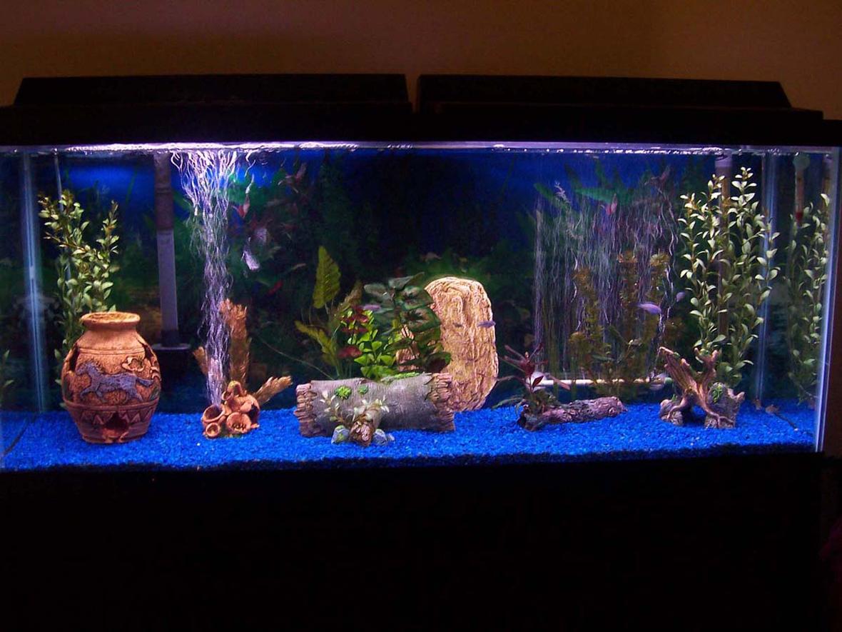 55 gallons freshwater fish tank (mostly fish and non-living decorations) - my fish tank