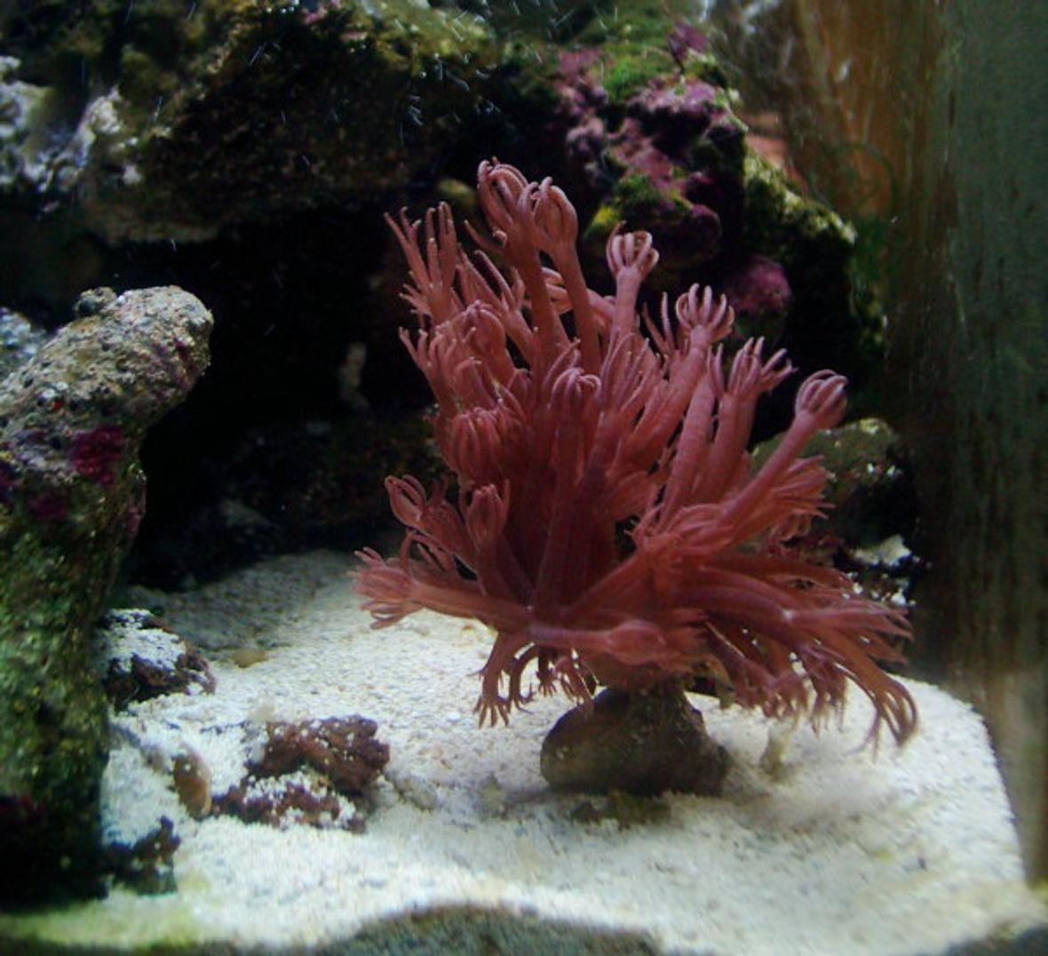 corals inverts - xenia elongata - silver branch pumping xenia stocking in 55 gallons tank - Xenia