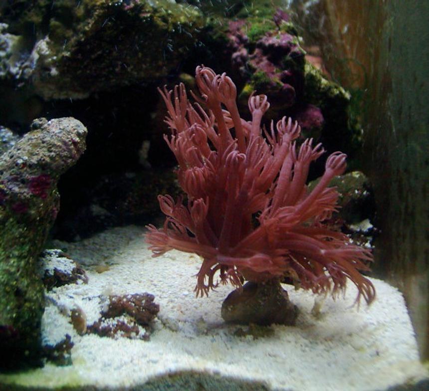 Rated #460: Corals Inverts - Xenia Elongata - Silver Branch Pumping Xenia Stocking In 55 Gallons Tank - Xenia